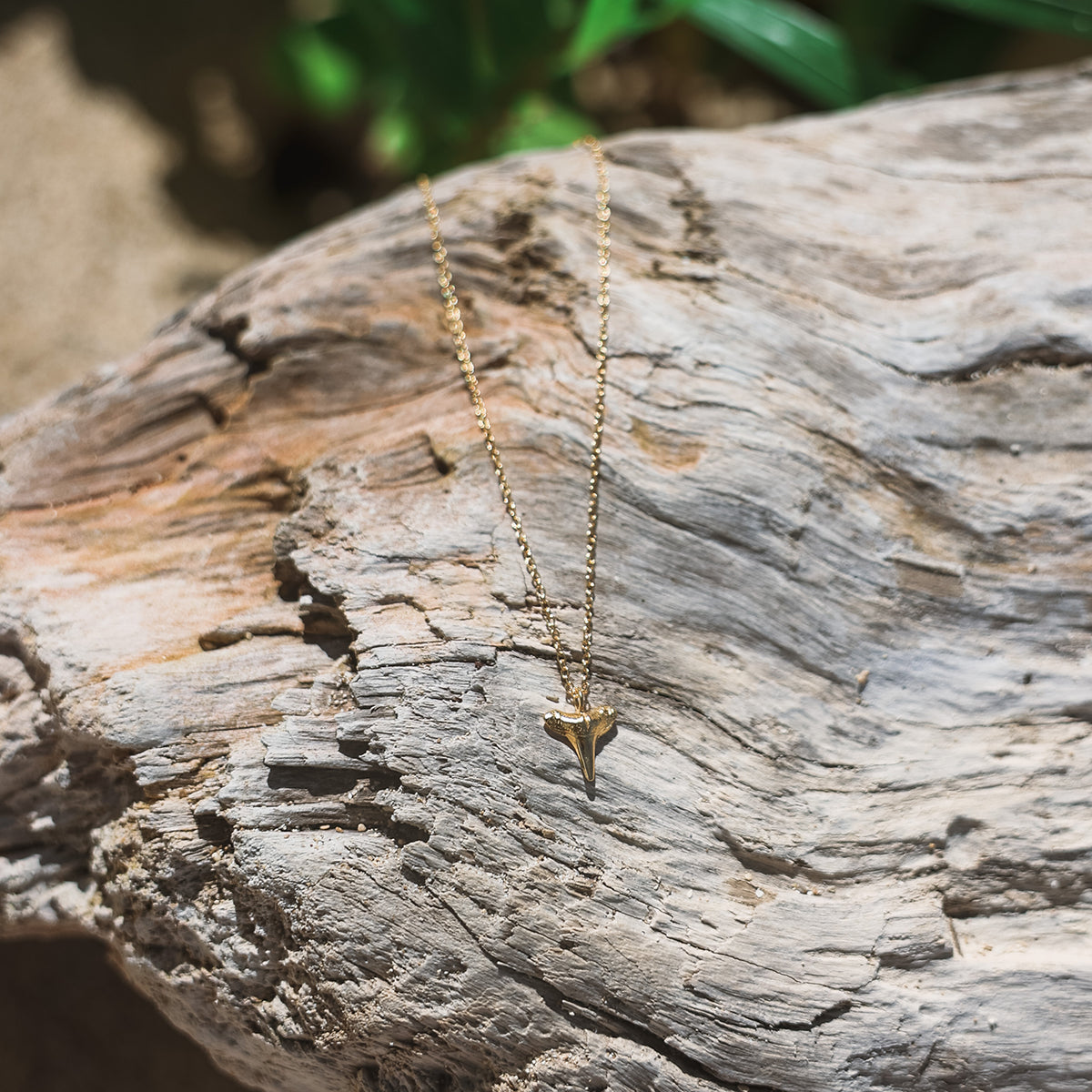 Small Shark Tooth Necklace