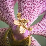 Mini Orchid Posts