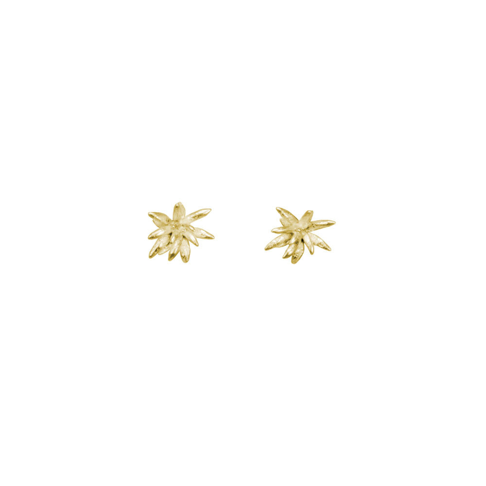 Chrysanthemum Studs